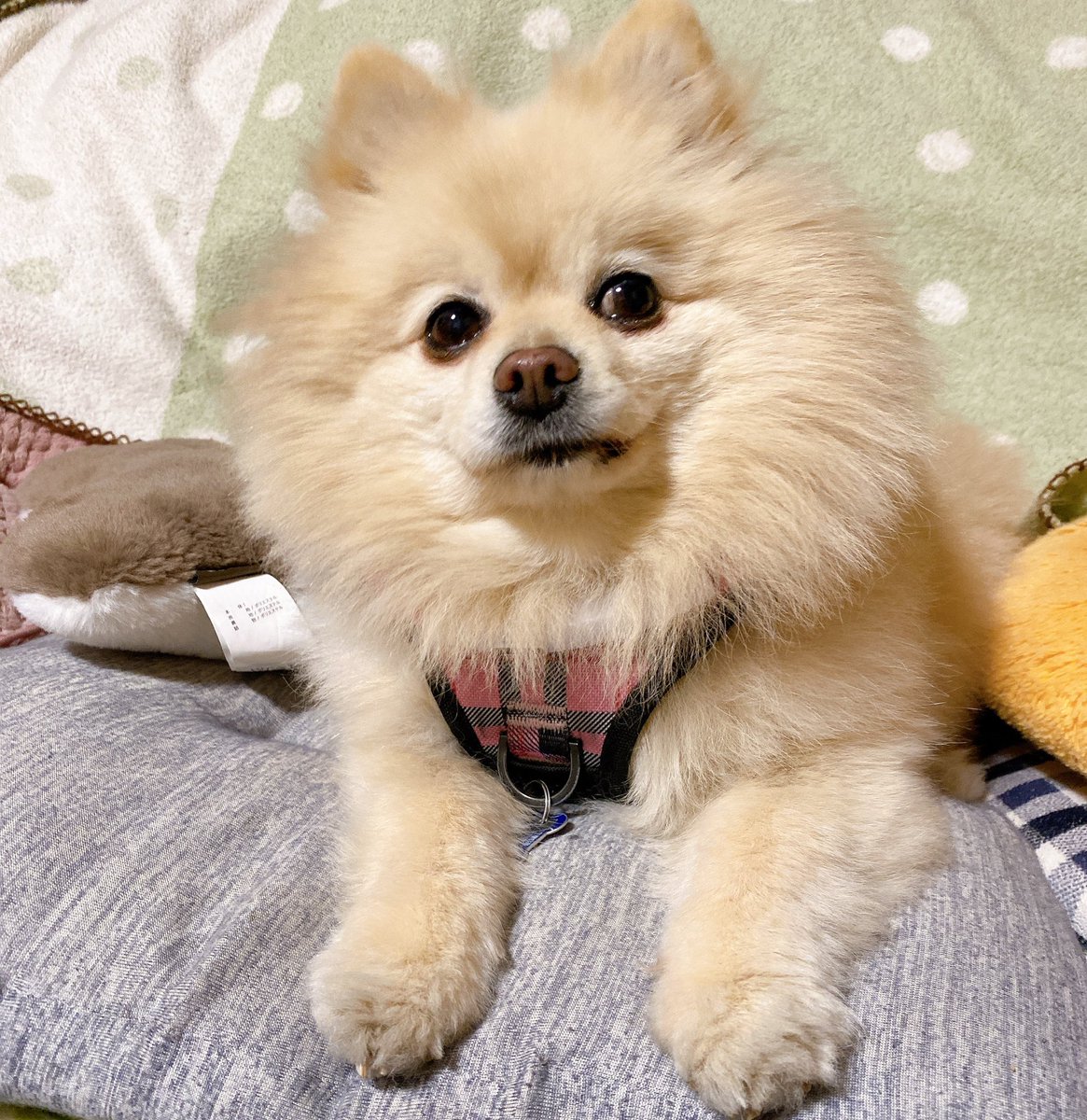 papico_yoshida's tweet image. #LOOTaDOG
#Invitationcode 43228656
@LOOTaDOG
@LOOTaDOG_JPN
lootadog.com/download

こんばんは🌙

「まださんぽにいかないの？」

M2Eのアプリを色々立ち上げてると呆れ気味の顔で見てくるラテさん😒

表情が豊かであーる笑
#ポメラニアン