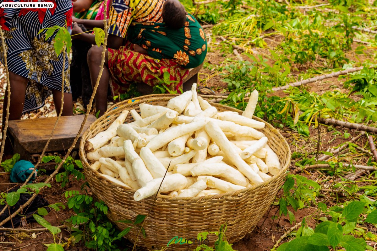 En agriculture commerciale, produire ne suffit pas. 

Il faut comprendre le marché, anticiper les changements et ajuster ses stratégies. 

Chaque décision compte. 

C'est la clé de la réussite dans ce monde fascinant, mais impitoyable. 

#Michité #agriculture #agricultureaubenin