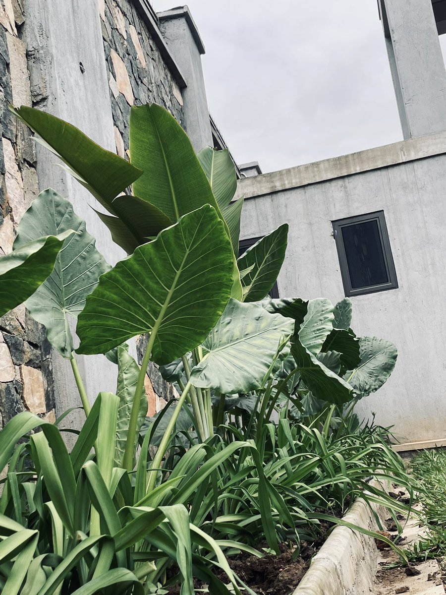 The assignment was green. We (<a href="/TheGardenerUg/">The Gardener</a>) made it GREEEEEEN