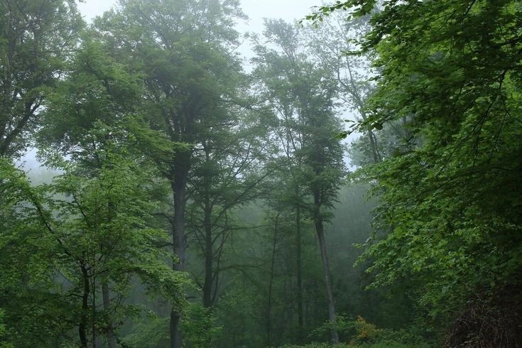 elemmiressoul's tweet photo. fog &amp; green. https://t.co/MhIGTuESGW