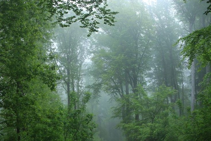 elemmiressoul's tweet photo. fog &amp; green. https://t.co/MhIGTuESGW