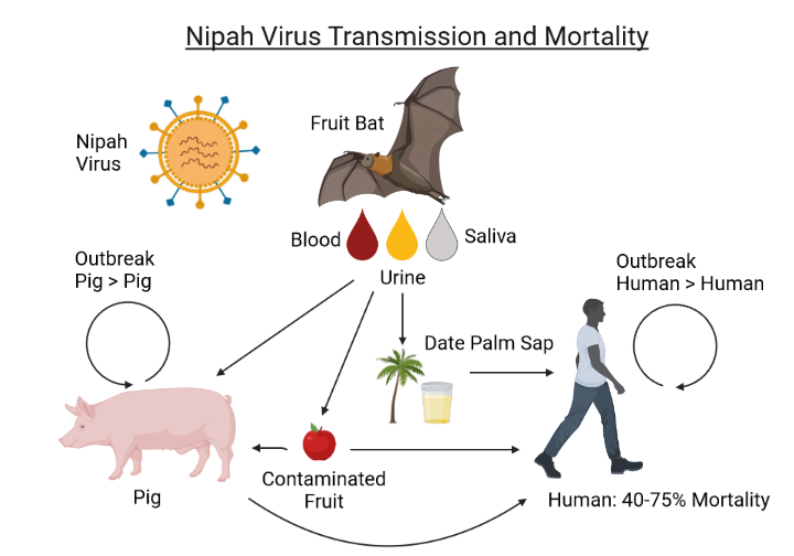 lluis1966's tweet image. Nipah, otro virus con el murciélago como huésped natural conclusion.com.ar/info-general/n… #contagi #infeccióvírica #salutinternacional #virusNipah
