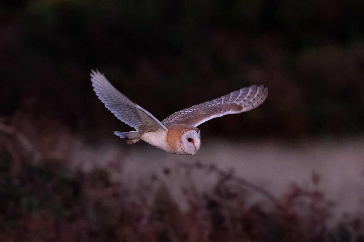 Guernsey Nature Commission tweet media