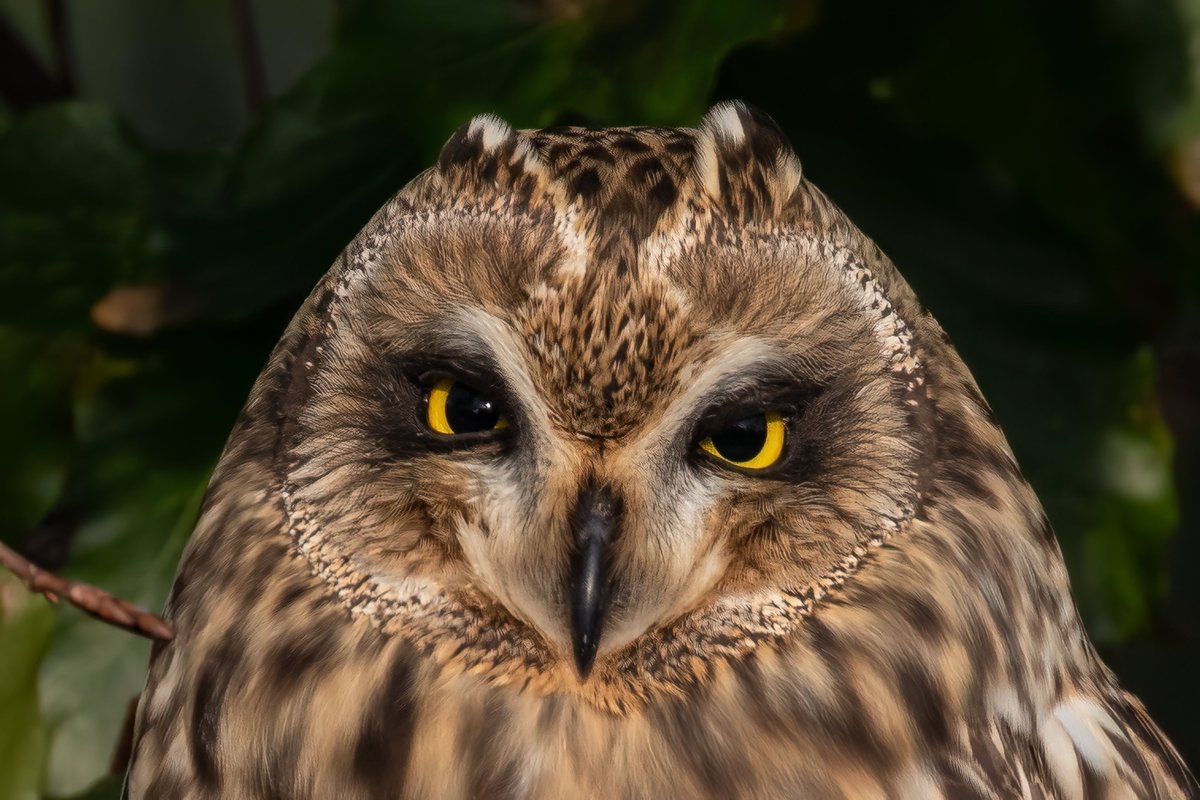 Guernsey Nature Commission tweet media