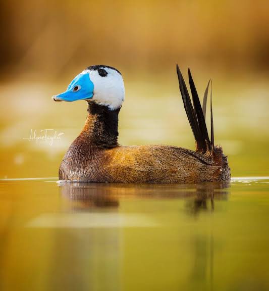 Ülkemizde kanunlar nezdinde uygulanan av komisyonu kararları kapsamında av yasakları bir kaç gün içinde kademe kademe başlıyor. Merkez Av Komisyonu kararına bağlı kalarak uygulanan bu takvim değişen iklim koşulları ile yeniden güncellenmeli! Zira yaban hayatında eş telaşı