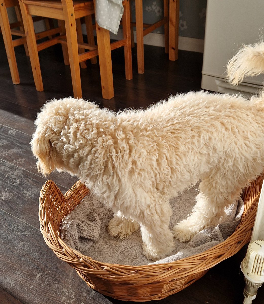 JACK BovverBoy 🐕 tweet media