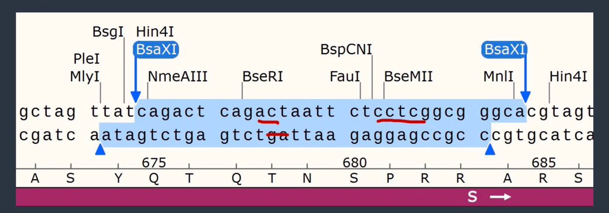 tony_vandongen's tweet photo. If the FCS was inserted by a zoonotic mechanism, why is it flanked by BsaXI? https://t.co/VkLoAvbbTm