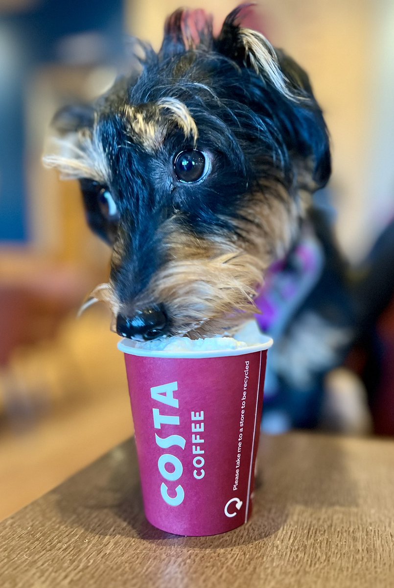 Winnie enjoying a pup cup at <a href="/CostaCoffee/">Costa Coffee</a> as a little treat after being the goodest girl at her vaccination appointment this morning