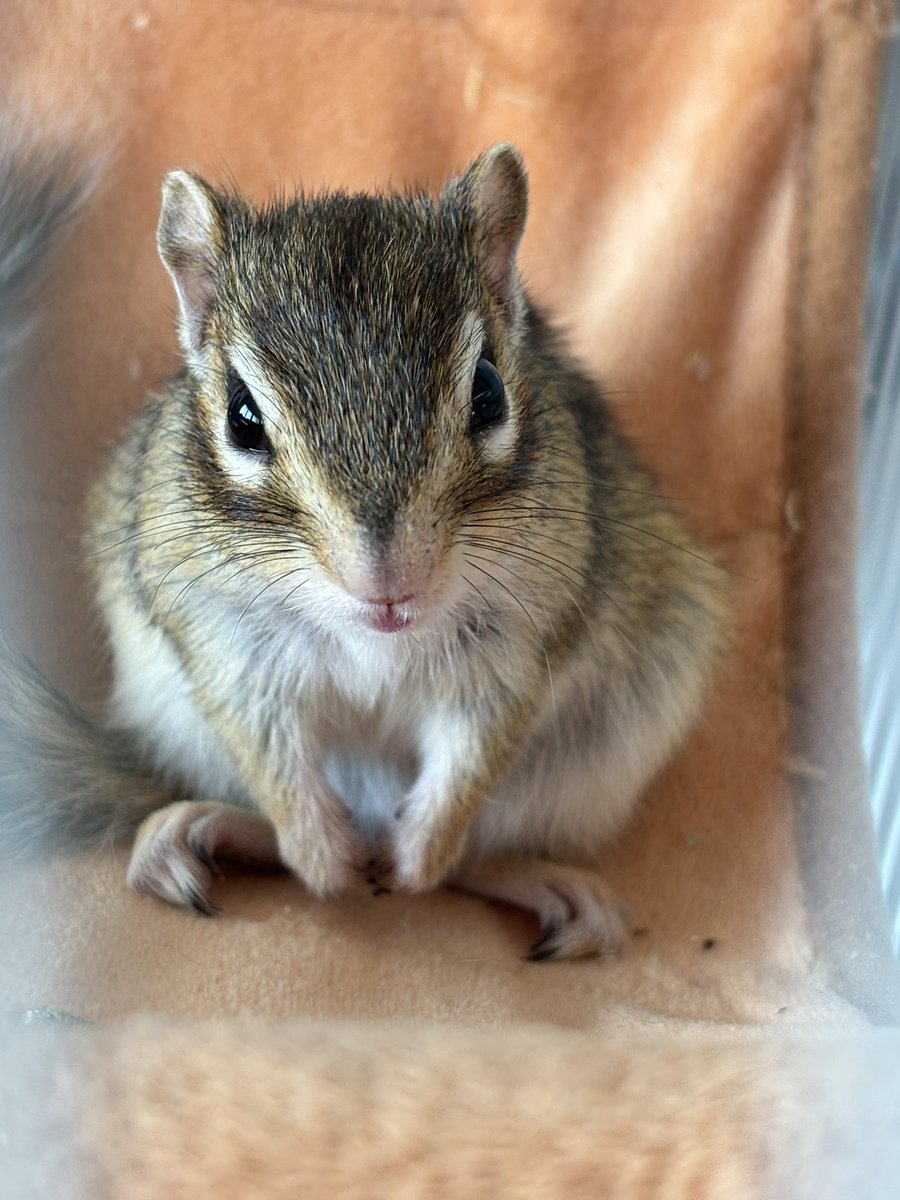 Chipndalem's tweet photo. 今日のチップとデール🐿️

久々にチップとデールの大作戦1話だけY outubeで見れたから見たんだけど、やっぱり好き🥰
子供の頃から見てたからなぁ。

#シマリス #chipmunk #chipndale #タイガー期 https://t.co/7JNHDeO7F3