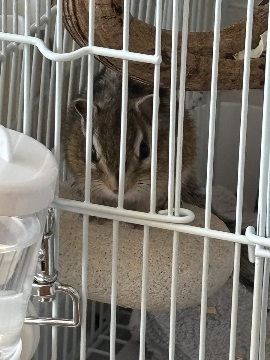 Chipndalem's tweet photo. 今日のチップとデール🐿️

久々にチップとデールの大作戦1話だけY outubeで見れたから見たんだけど、やっぱり好き🥰
子供の頃から見てたからなぁ。

#シマリス #chipmunk #chipndale #タイガー期 https://t.co/7JNHDeO7F3