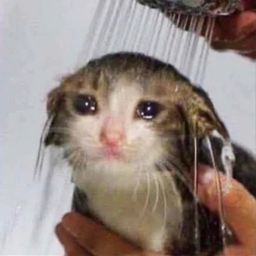 CryingCat_sol's tweet photo. @W0LF0FCRYPT0 The ticker is $Crying 

And so am I. 

- $Crying Cat 

Ca;
2ZHYWGndLx76H7NCN4ieMRHSRAAiiWEtJFpHmmXYmE6Z https://t.co/B9ww883oD4