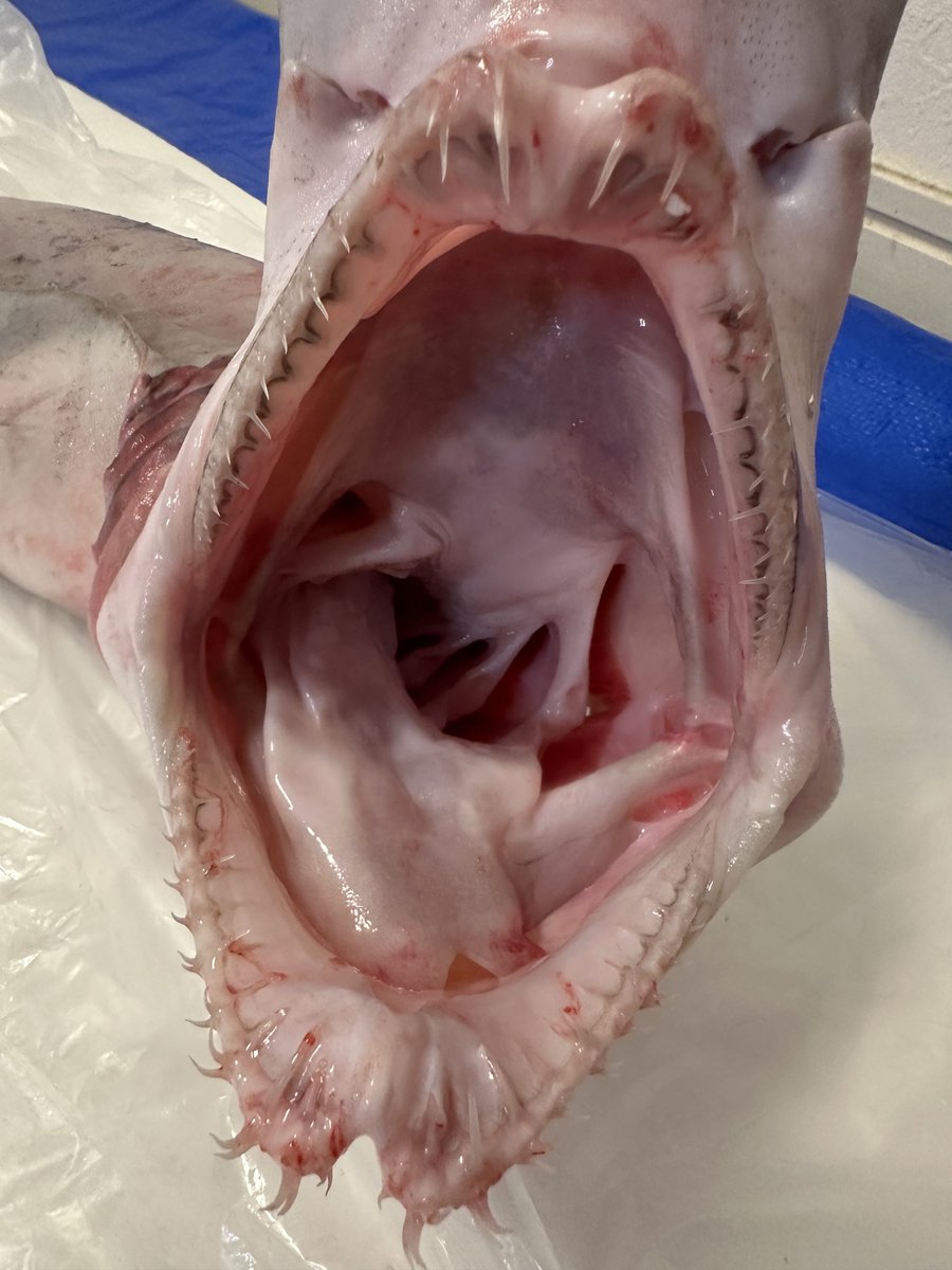 ラブカの歯は面白いなあ