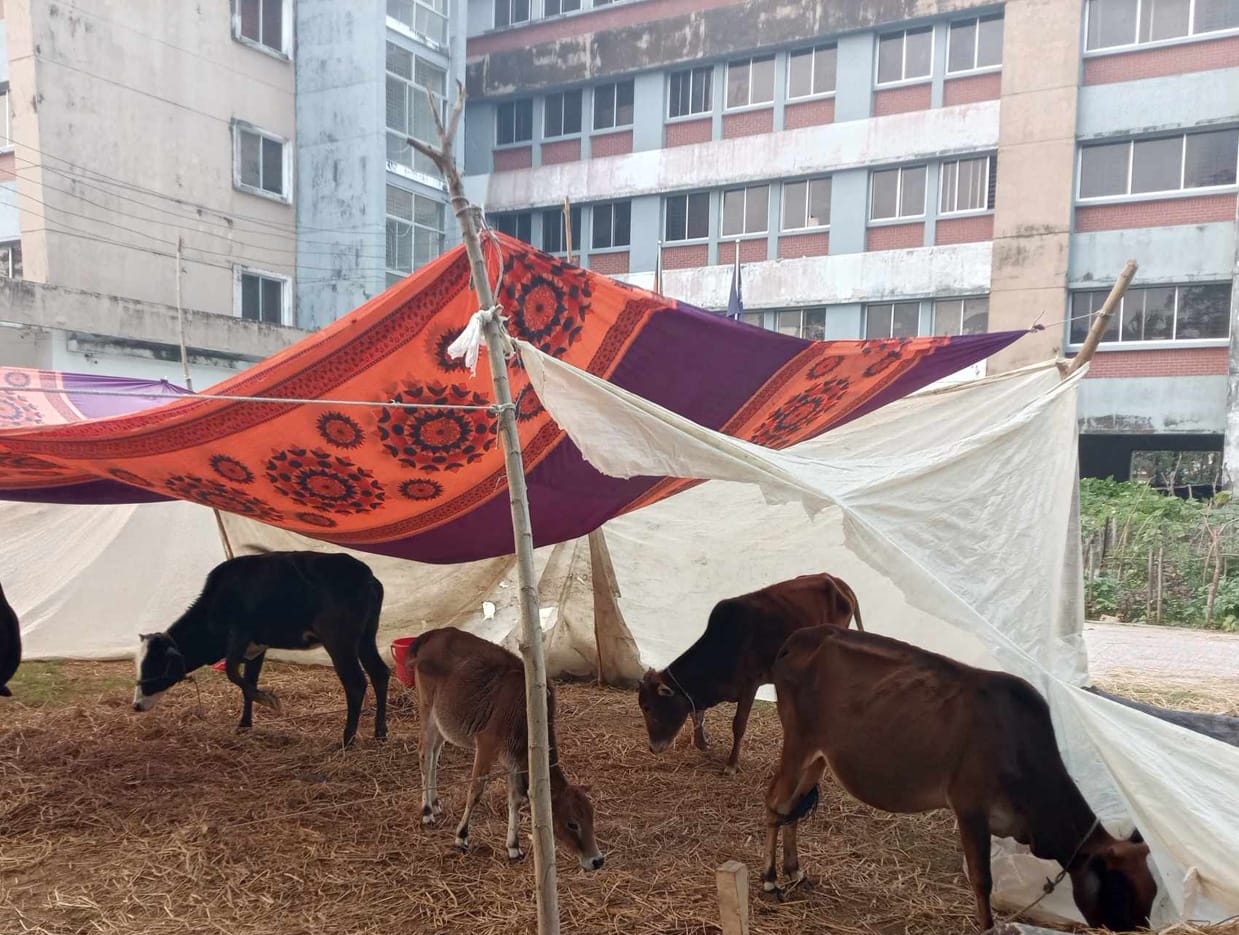 উদ্ধার হওয়া চারটি গরু নিয়ে বিপাকে আমতলী থানা পুলিশ