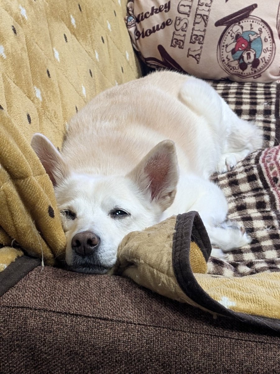 S68638311's tweet image. 視線を感じたら…チラッと見られてた😂

#ミックス犬きなこ（長女）