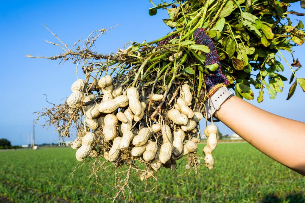 C'est aussi possible.

Diversifiez vos cultures pour réduire les risques et assurez-vous d'avoir toujours une récolte, même si une culture échoue.

#Michité
#agriculture
#agricultureaubenin