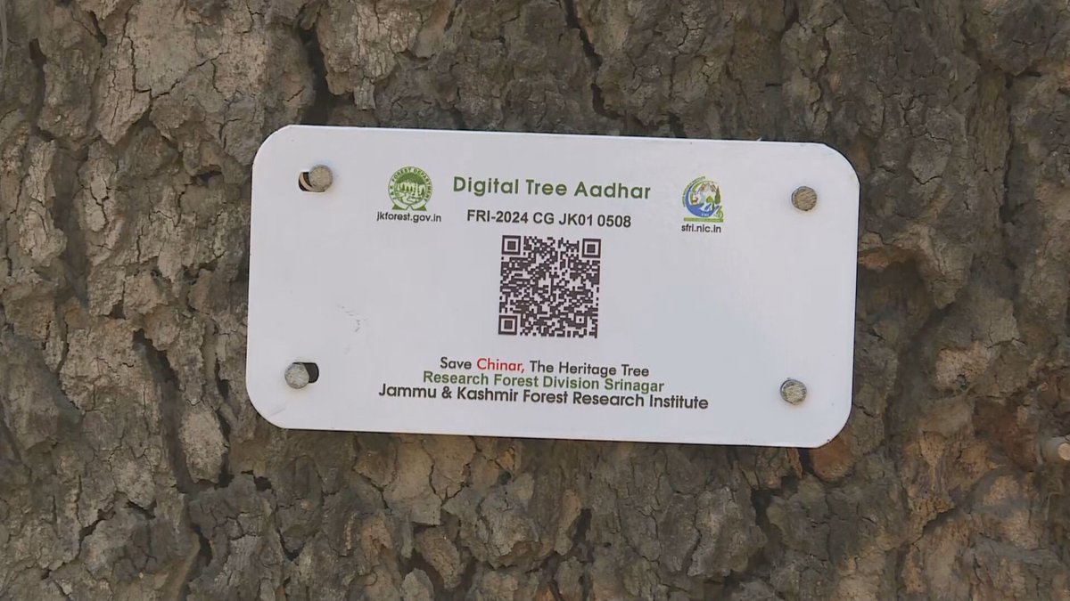 aditya_shashi's tweet image. जम्मू-कश्मीर सरकार चिनार पेड़ों को संरक्षित करने के लिए जियोटैगिंग कर रही है। पिछले चार सालों में 28,560 चिनार के पेड़ों को सफलतापूर्वक जियोटैग किया है। चिनार के पेड़ को कश्मीर की सांस्कृतिक और पारिस्थितिकी का प्रतीक माना जाता है। #ChinarTree