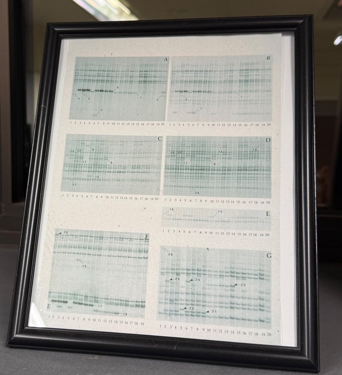 Damon Lisch tweet media