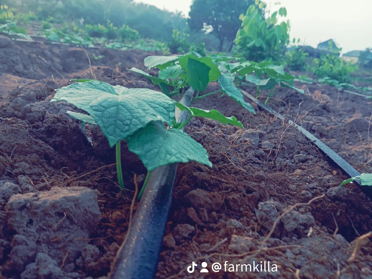 realchigozieogb's tweet photo. Our Cucumber Farm at 14 days, staking calling already. 
It's not without its own challenges but we learn and grow with experience.

"It can only get better"  🧑‍🌾 https://t.co/nHRzOYgBqc