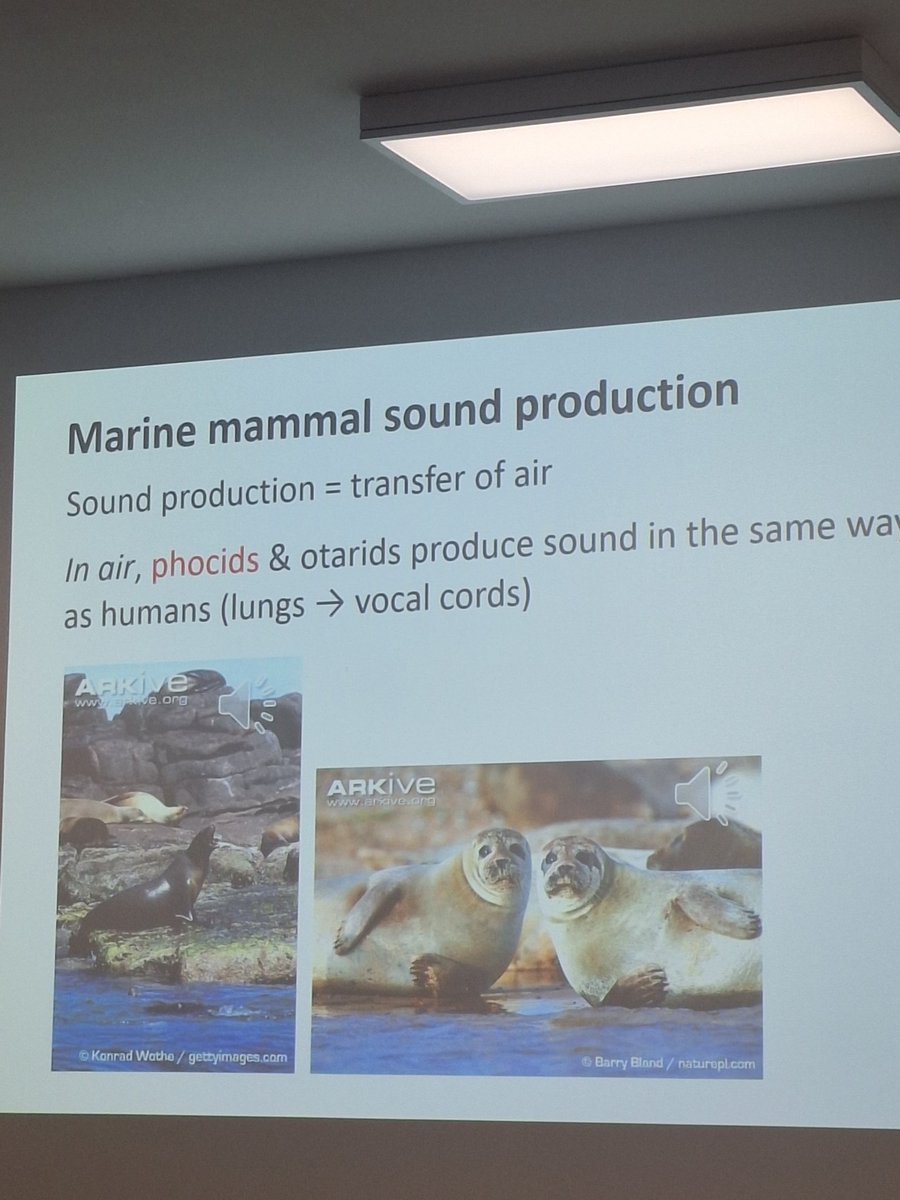 yes I can talk to seals, no I won't be teaching your their ancient language