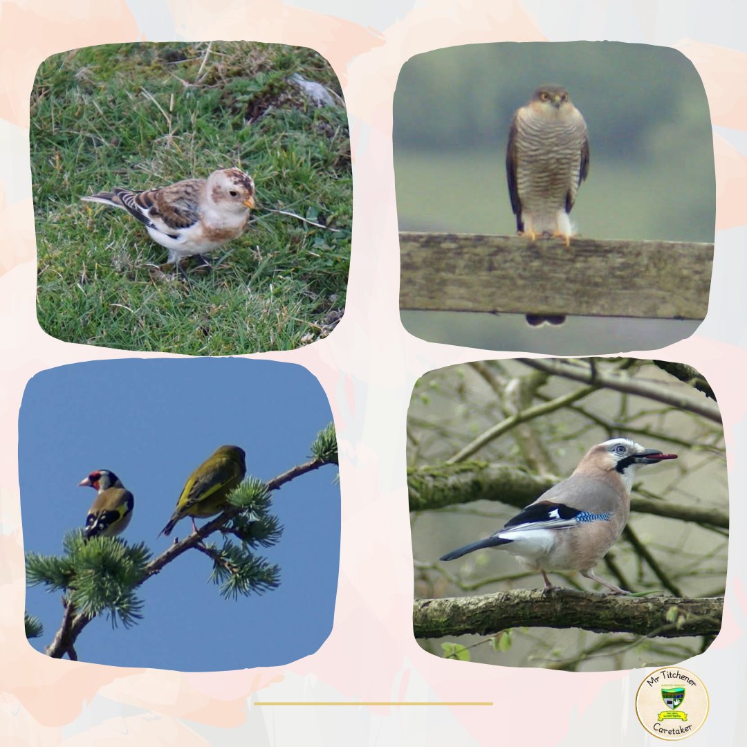 MrTitchener's tweet image. It&apos;s the Big Garden Birdwatch Weekend so I thought I&apos;d share a few of my photos of birds featuring a very far from home Snow Bunting (on the Blorenge), Sparrowhawk , Goldfinches and a Jay.
@RSPB_Learning #BigSchoolsBirdwatch #learningthroughnature #Scotland #birdwatching