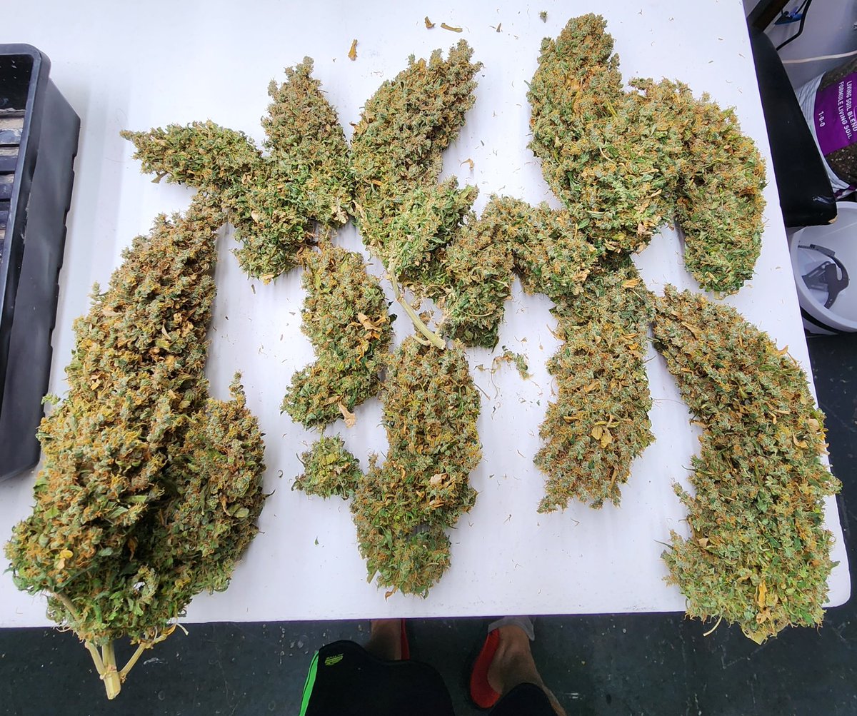 KannabiaGlobal's tweet photo. BREAK-UP CAKE by #Kannabia 🌱 @KannabiaSeeds @Kannabia_Samen @Kannabia_US

📷 Credits: @Dankeye420 Thanks! 💯😍🧡💚

ℹ️ #Break_UpCake #seeds ➡️ https://t.co/2VkHjDcAZN

Fem♀️
Girl Scout Cookies x #CherryPie
Indica dominant hybrid

#USGenetics 🇺🇸🗽
#cannabislifestyle #cannabisgrow https://t.co/rgv7R9uhAN