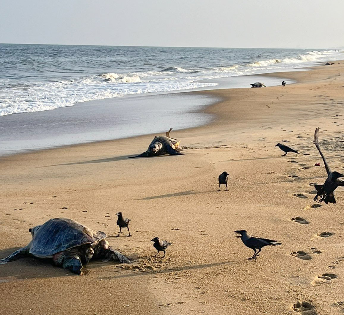 Yuvan_aves's tweet photo. The sea-turtle massacre going on in Tamil Nadu shows how the mechanized fishing industry largely functions above the law. One dead turtle lies bulge-eyed every few strides on the beach. Over 500 breeding turtles have died in Chennai within a month of Olive ridley season. https://t.co/TlVhPft8kO