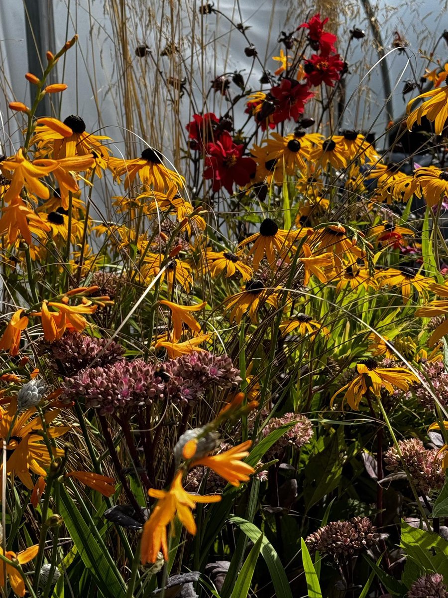 BernhardsPlants's tweet photo. It’s easy to forget how wonderful summer is with the #weather many of us are experiencing. Stay safe. Buy &amp; plant herbaceous now to achieve riotous #colour in 2025.  When the wind goes, visit our Cash &amp; Carry (CV23 9QQ) mon-fri or for a quote lewis@bernhardsnurseries.co.uk now https://t.co/9UquRcoK44