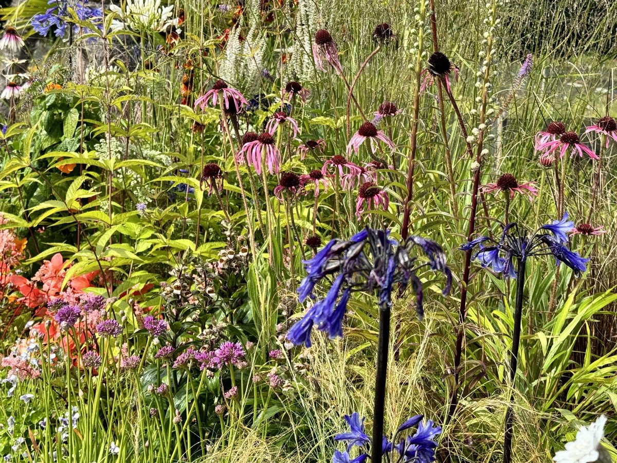 It’s easy to forget how wonderful summer is with the #weather many of us are experiencing. Stay safe. Buy &amp; plant herbaceous now to achieve riotous #colour in 2025.  When the wind goes, visit our Cash &amp; Carry (CV23 9QQ) mon-fri or for a quote lewis@bernhardsnurseries.co.uk now