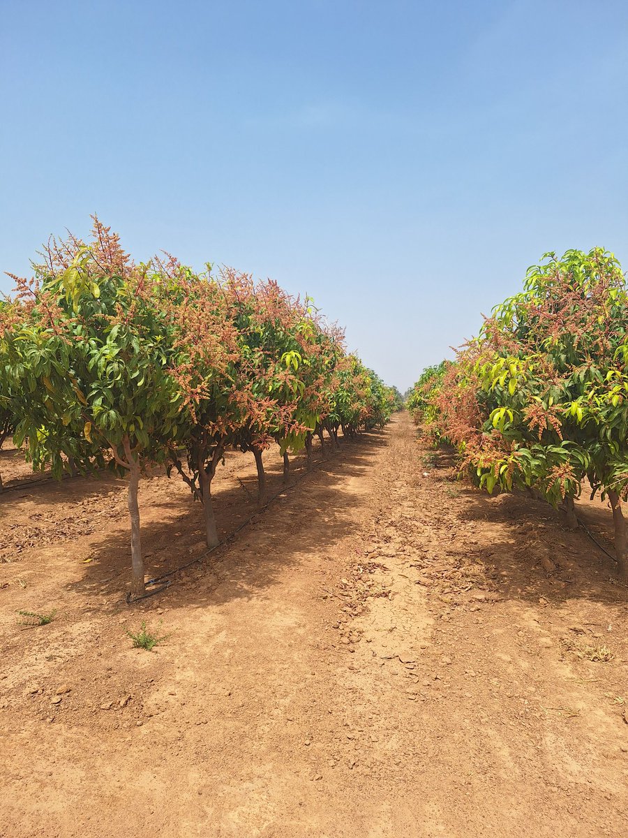 Visiting my mangoes that my bestie grew for me. Excited for a fruitful season! <a href="/ShoutsAndMiras/">Mira Mira on the wall</a>