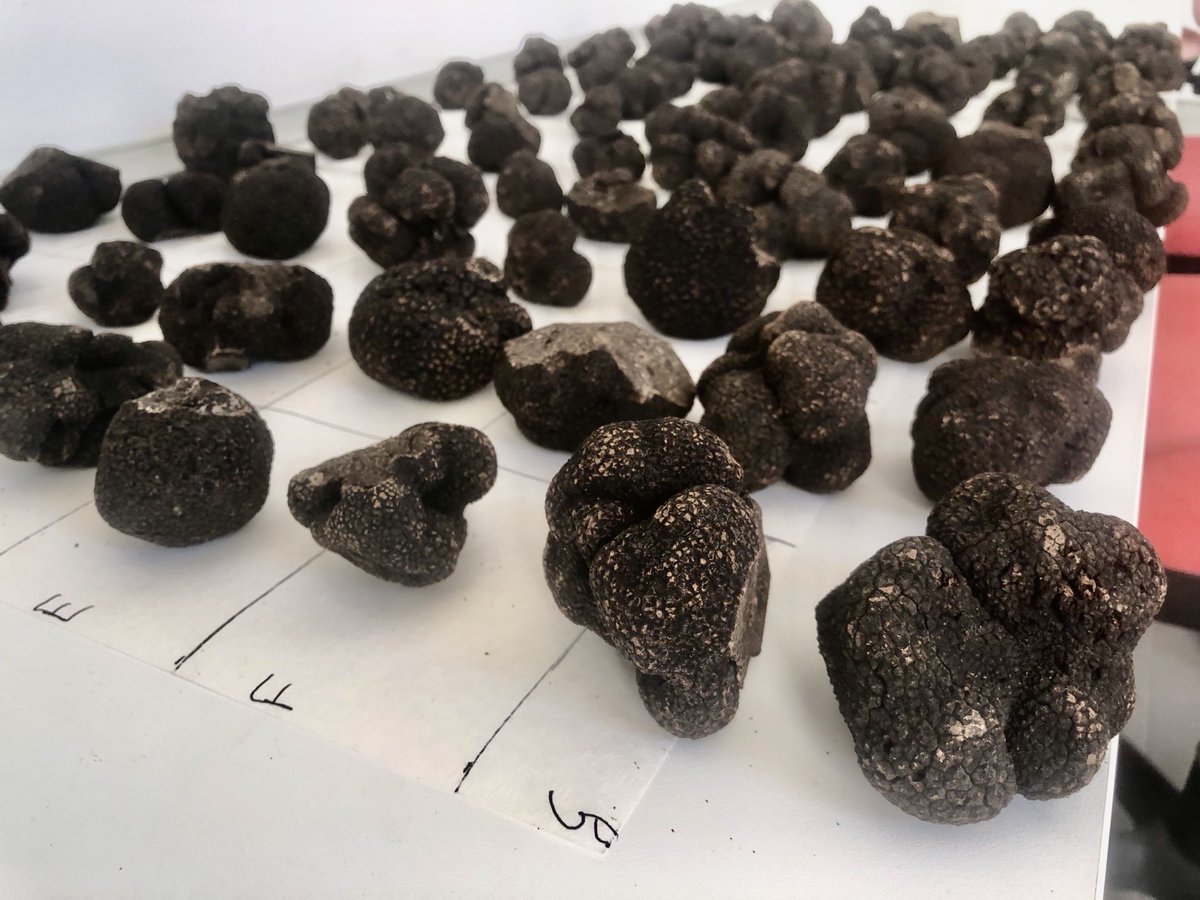 MarcosMorcillo's tweet photo. Started to analyze #truffles for pure #melanosporum inoculum for our products and nursery. After selecting for spore density &amp; maturity, we run a PCR for every single fruitbody   https://t.co/bb8WxvoYOW https://t.co/KZ2GiFLPsG