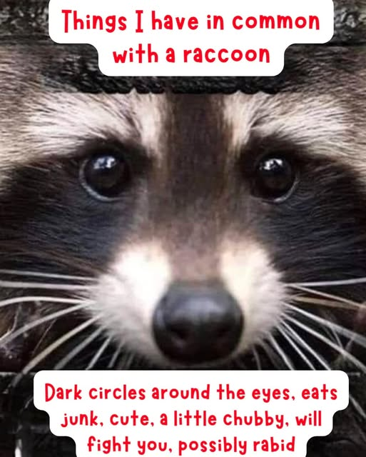 Bev (@k9bev) on Twitter photo 