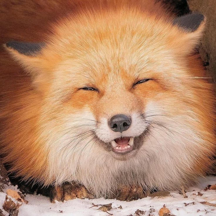 Somi (@ogxsomi) on Twitter photo 