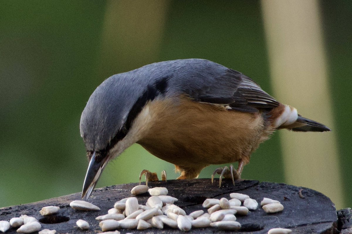 Nuthatch in our garden for the second day.