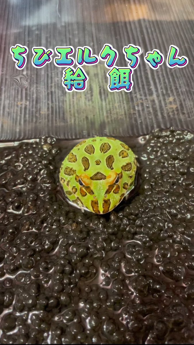 ChitoseAmeya's tweet photo. あんなに食べてくれていたのに…🐸#shorts
https://t.co/UrQUFrWOXg
@YouTubeより
拒食
#youtubeshorts #ペット #エキゾチックアニマル #両生類 #カエル #ツノガエル #クランウェルツノガエル #bearsfrog #給餌 #可愛い #新人youtuber #生き物系youtuber #ちとせの飼育日記 #あめちゃんず #飴屋ちとせ https://t.co/jNNbuUU904