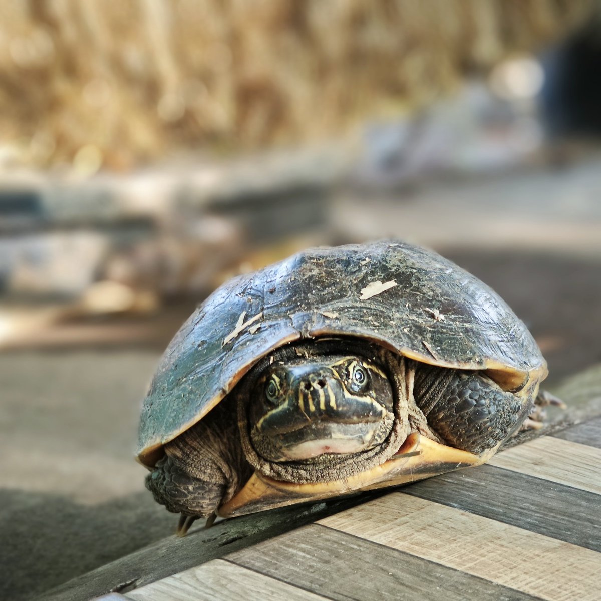 CDNHosky's tweet photo. Life's Truths from the Turtle: Turtles teach us about patience, slowness, self-protection through knowledge and skills, and sustainability in living. Learning from the turtle means understanding that a valuable life is not about speed, but about patience and sustainability. https://t.co/iy30hHUtAG