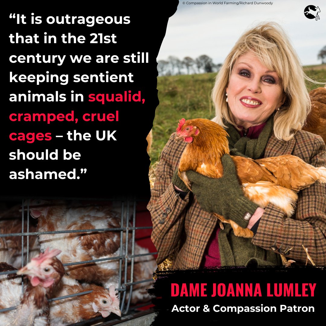 ciwf's tweet photo. 📣 NEW PETITION: Please join Dame Joanna Lumley and sign our petition to ban cages for farmed animals! 

We need 100,000 signatures to get a debate in Parliament. Add your name and spread the word >> https://t.co/DVPDsKZcMv 

#EndTheCageAge https://t.co/u5uGNJ4UPP