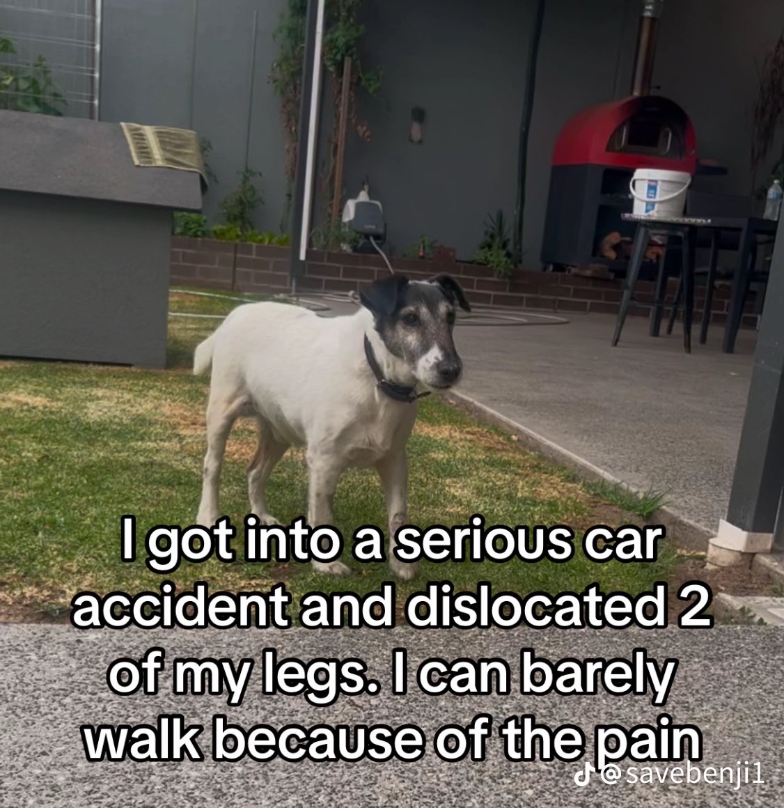 HelpBenjiCoin's tweet photo. hey everyone, this is my dog benji. he was invoked in an accident a bit ago, and has sustained many injures including a broken leg and head trauma. He requires surgery, and unlucky enough my family doesn’t have enough to pay for it. https://t.co/sBguJUEGtW