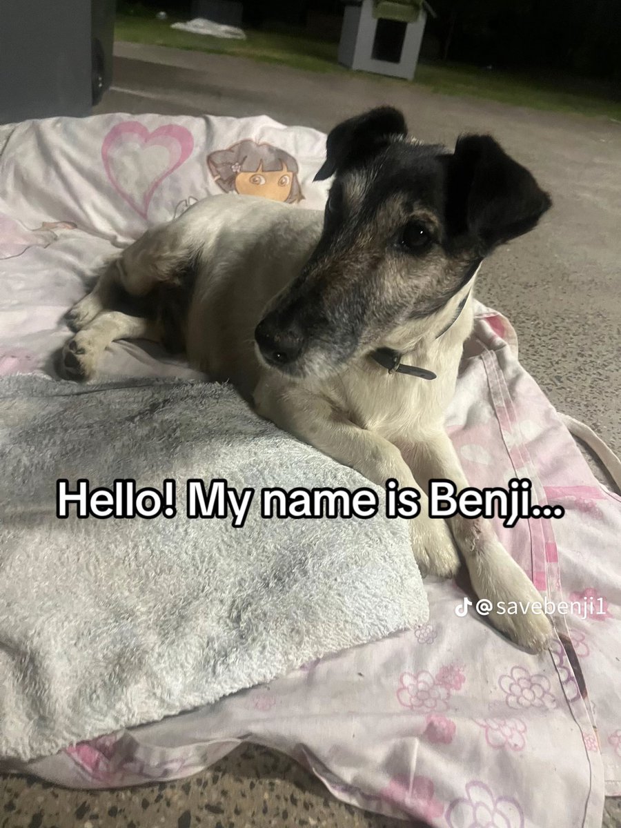 HelpBenjiCoin's tweet photo. hey everyone, this is my dog benji. he was invoked in an accident a bit ago, and has sustained many injures including a broken leg and head trauma. He requires surgery, and unlucky enough my family doesn’t have enough to pay for it. https://t.co/sBguJUEGtW