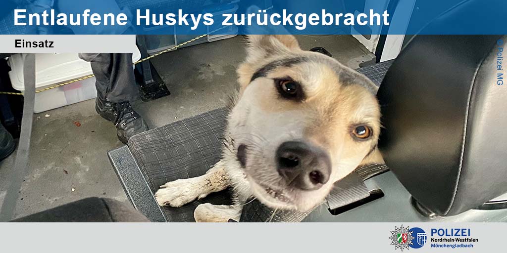 polizei_nrw_mg's tweet photo. Sechs entlaufene Huskys haben am Donnerstag, 23. Januar, zu einem längeren Einsatz der #PolizeiMG in den Ortsteilen Windberg und Venn geführt. Die eingesetzten Beamten konnten dem Hundehalter alle seine Huskys unverletzt wieder übergeben ➡️ https://t.co/JV62ANoEQy https://t.co/pSOLXIFmPU