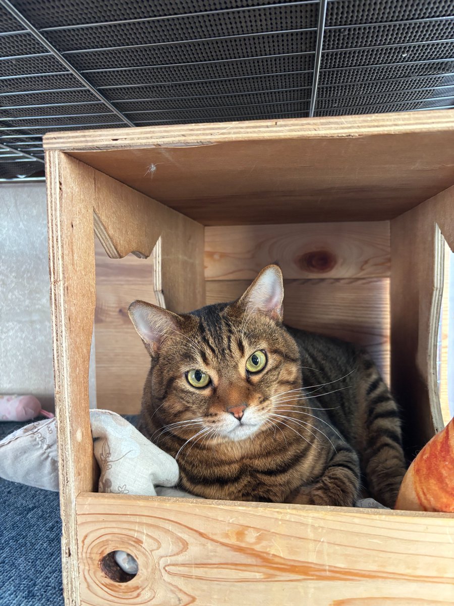 Photo by にゃんたまチャンネル@猫と遊べる温泉旅館 多くの旅館がお一人様旅行者を断る理由
一つは旅行は複数人もしくは男女で行くものだという
古い時代のなごり
そのため2人以上で泊まらないと利益が出ない料金設定になってたりします。
1人で泊まろうとすると1.5倍から2倍の料金になることも https://t.co/VFsSuPvPKS