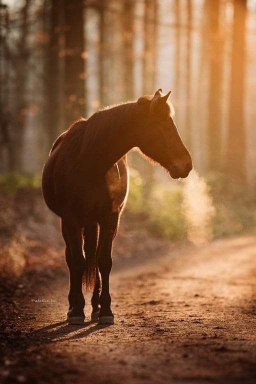 🌹Lady🇺🇸Texan🌹 tweet media
