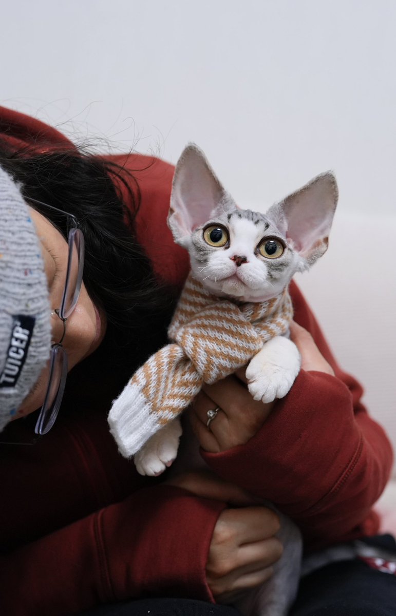 ZouZhou1112's tweet image. Silvery tabby with white boy
Big eyes and ears
Amazing face😍
#drx #devonrexcat