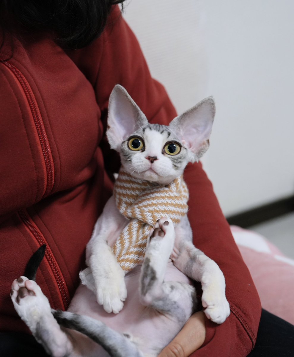 ZouZhou1112's tweet image. Silvery tabby with white boy
Big eyes and ears
Amazing face😍
#drx #devonrexcat