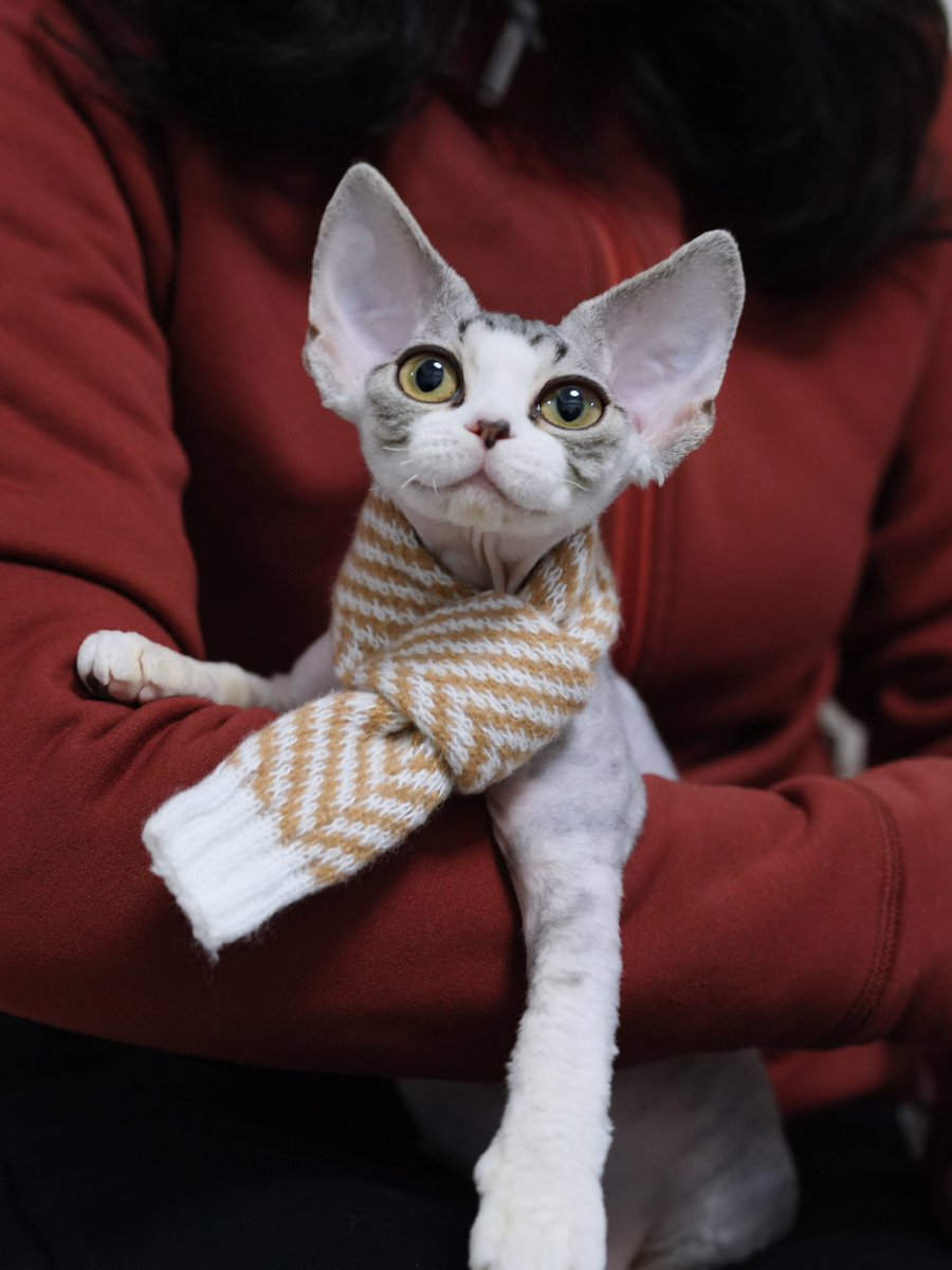 ZouZhou1112's tweet image. Silvery tabby with white boy
Big eyes and ears
Amazing face😍
#drx #devonrexcat