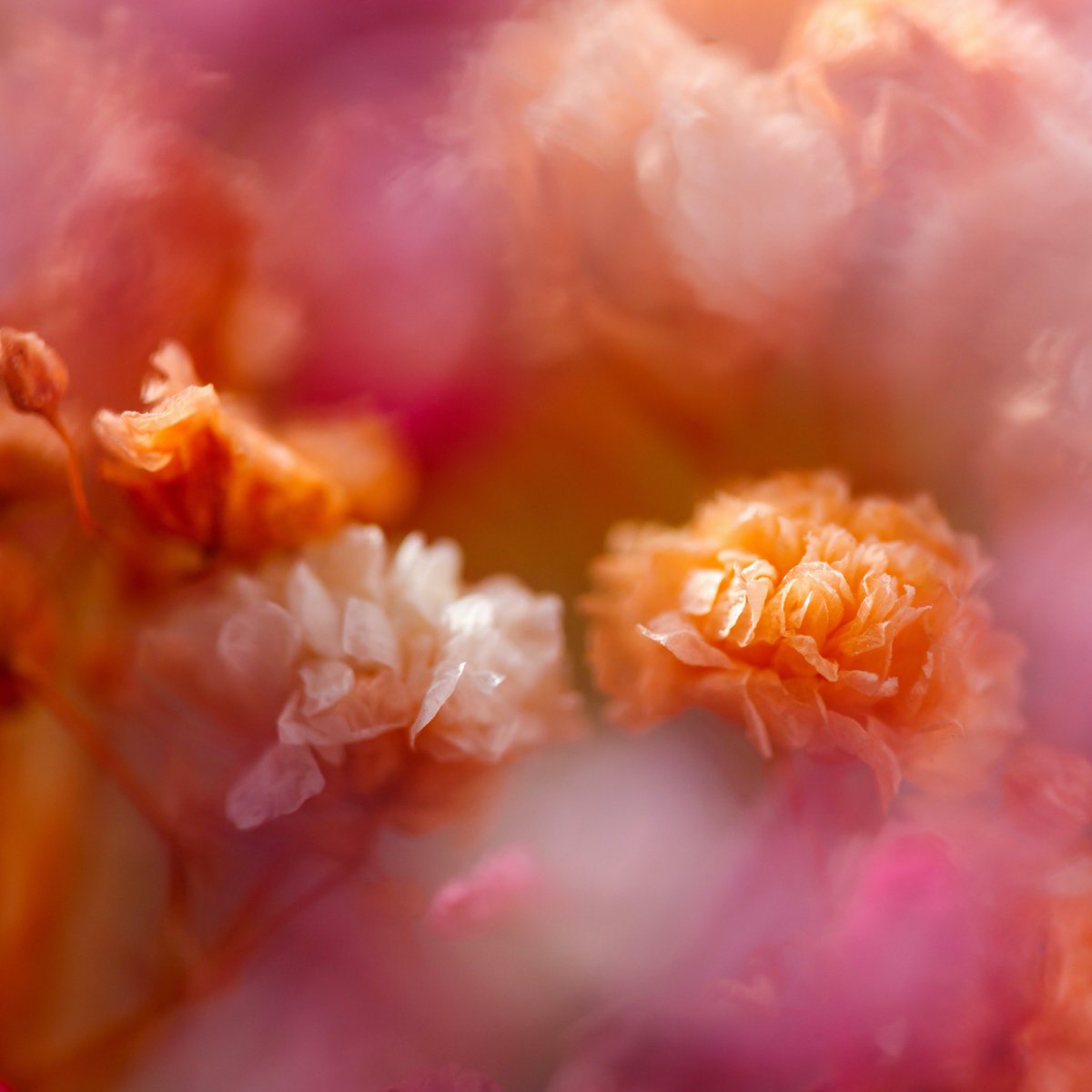 This is for you
Both, flowers and new beautiful wallpaper🌸

#wallpaper #screensaver #background #sfondi #papeisdeparede #papeisdeparedetumblr #wallpaperhd #wallpaperiphone #everpix #nature #flowers #macro #closeup #aesthetic