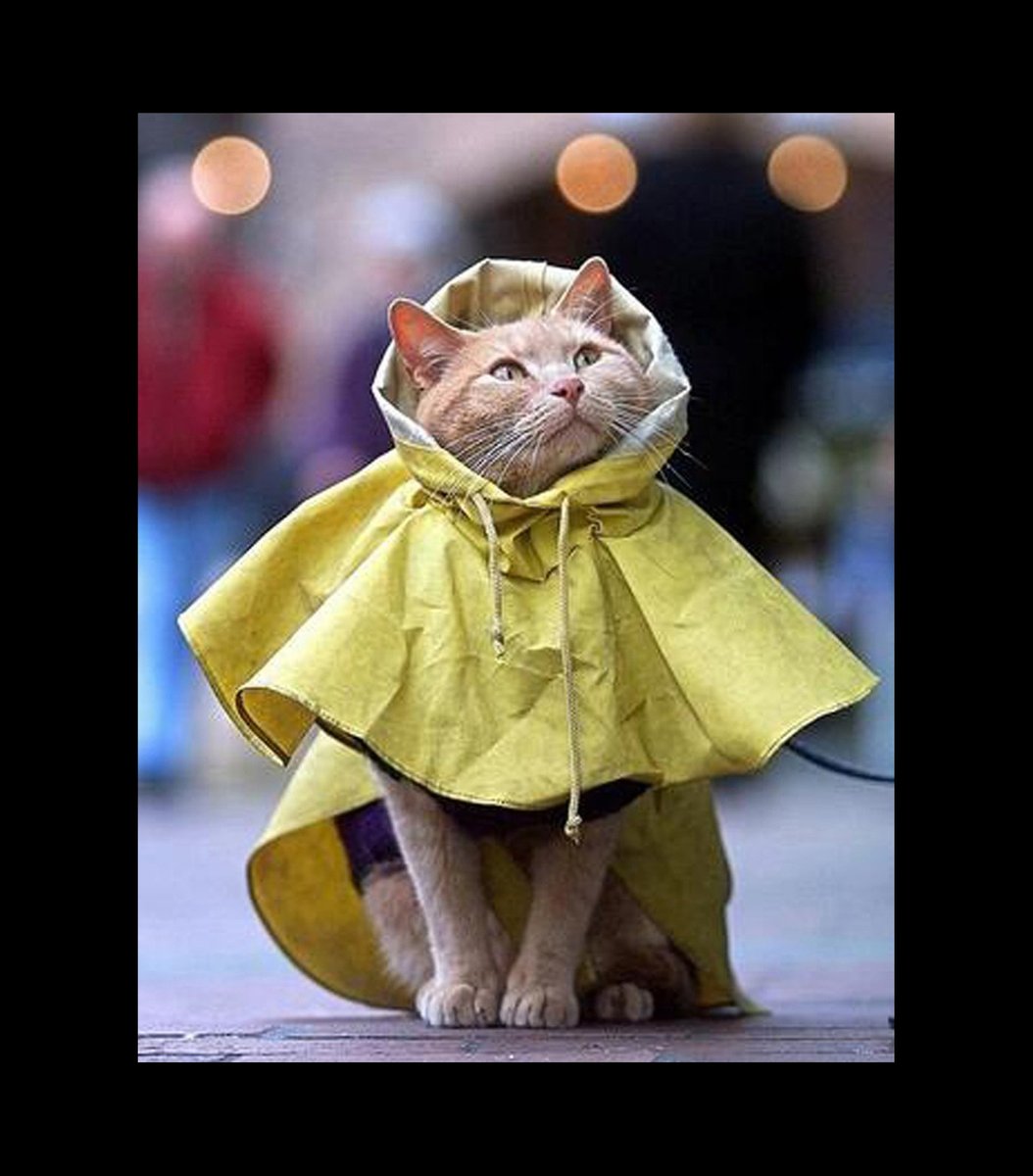 GENTLECAT (@gentleeeeeeecat) on Twitter photo 