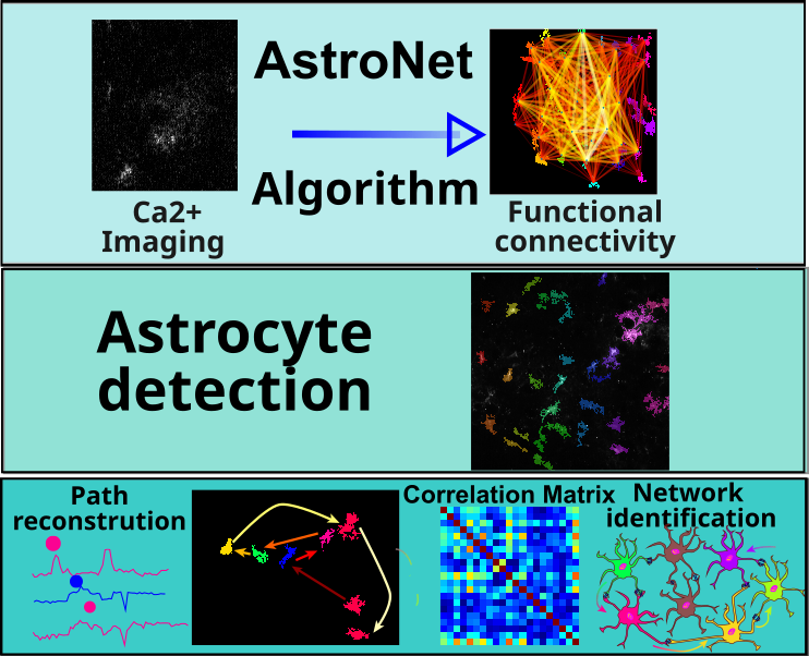 Unveiling  the functional connectivity of astrocytic networks with AstroNet, a  graph reconstruction algorithm coupled to image processing 
with <a href="/zonca/">Craig Zonca</a> <a href="/NathalieRouach/">Nathalie ROUACH</a>  <a href="/RancillacA/">Rancillac Armelle 🔬</a> 
is now available
nature.com/articles/s4200…
thanks again to the Rouach's lab member