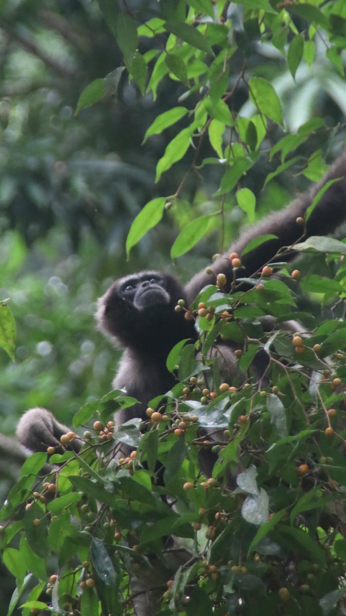 gontanokoneroku's tweet photo. Bornean Gibon 😃

#NaturePhotography #Tabin #Borneo #Malaysia 
#Wildlife #Gibon https://t.co/HsgsfNZ1Pe
