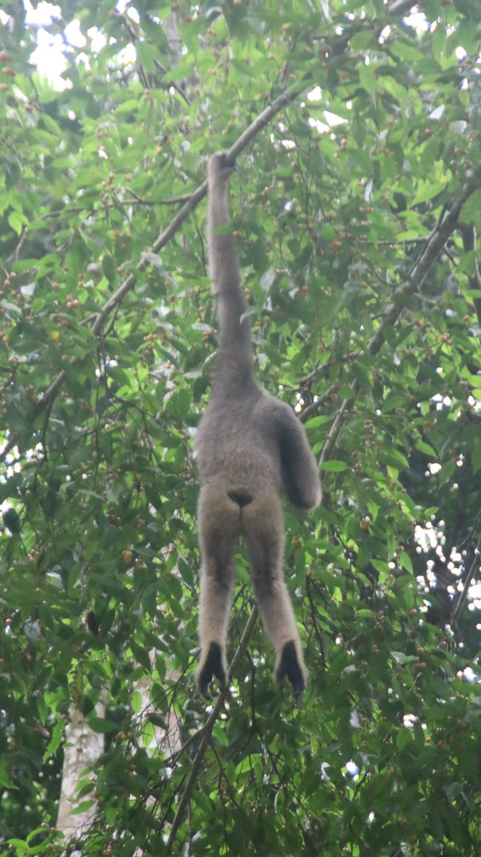 gontanokoneroku's tweet photo. Bornean Gibon 😃

#NaturePhotography #Tabin #Borneo #Malaysia 
#Wildlife #Gibon https://t.co/HsgsfNZ1Pe