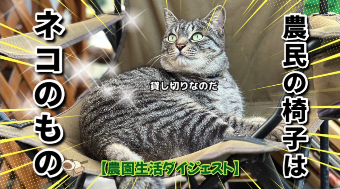 キジトラ・コタローのウキウキDAYS!! on X: キジトラ・コタローのウキウキDAYS!! on X: